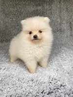 Sadie, a female Pomeranian for sale in Elizabethville, PA – 1 of 2