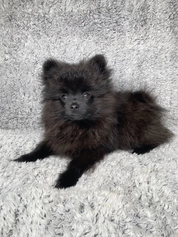 Bear – Pomeranian puppy for sale in Elizabethville, PA