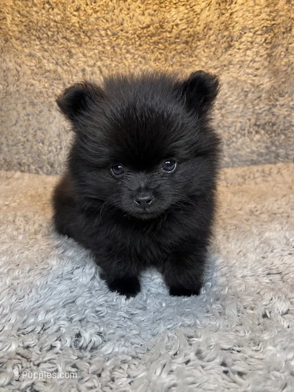 Bear – Pomeranian puppy for sale in Elizabethville, PA