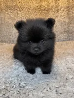 Bear, a male Pomeranian for sale in Elizabethville, PA – 1 of 2
