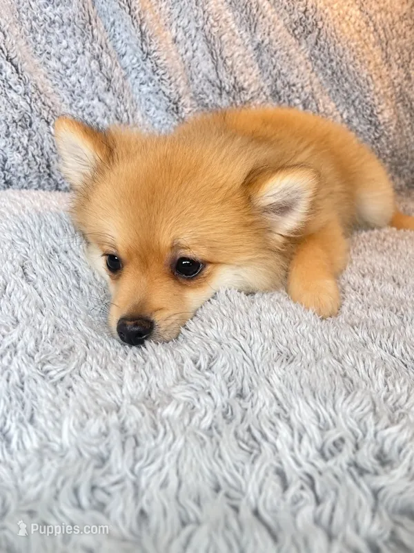 Ace  – Pomeranian puppy for sale in Elizabethville, PA