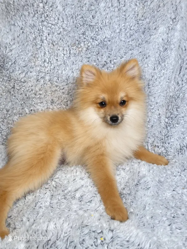 Charlie  – Pomeranian puppy for sale in Elizabethville, PA
