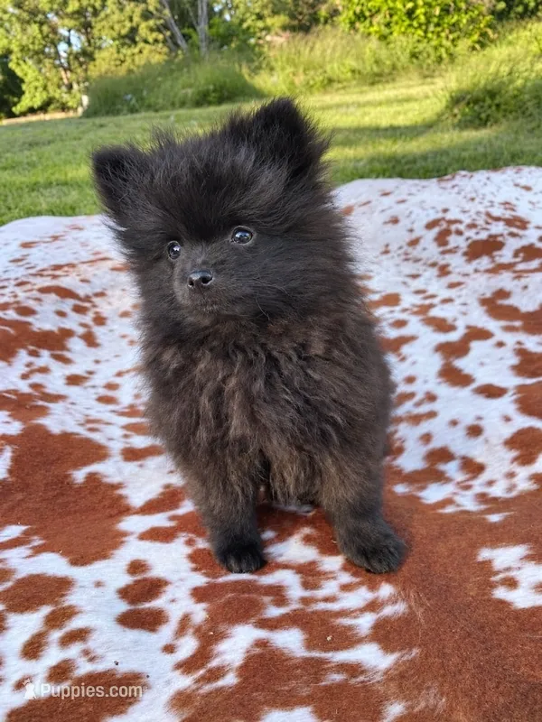 Bear – Pomeranian puppy for sale in Elizabethville, PA