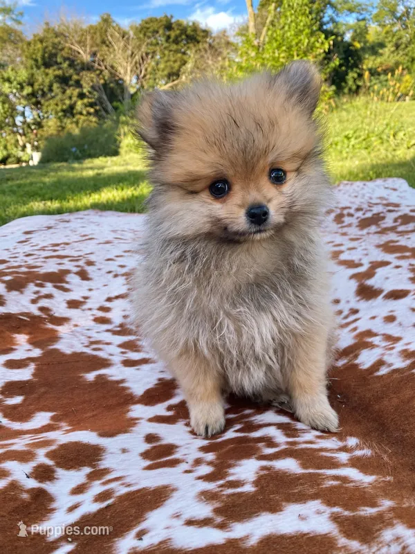 Lacy  – Pomeranian puppy for sale in Elizabethville, PA