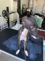 Nero, a male Italian Greyhound for sale in West Covina, CA – 3 of 6