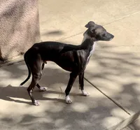 Tyler, a male Italian Greyhound for sale in Covina, CA – 4 of 8
