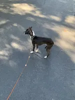 Tyler, a male Italian Greyhound for sale in Covina, CA – 6 of 8