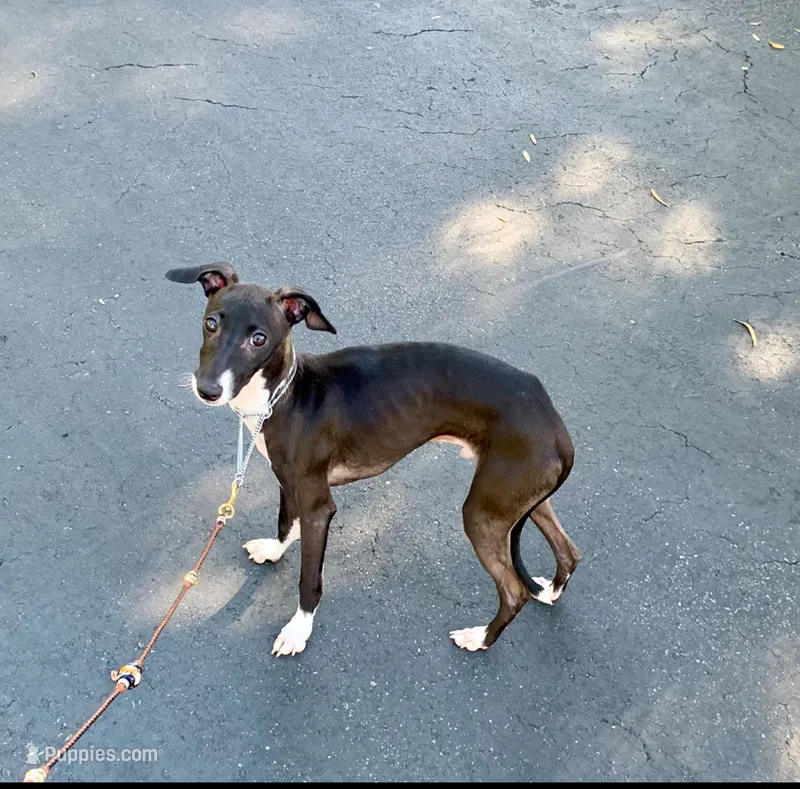 Tyler – Italian Greyhound puppy for sale in Covina, CA
