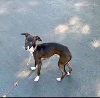 Tyler, a male Italian Greyhound for sale in Covina, CA – 1 of 4