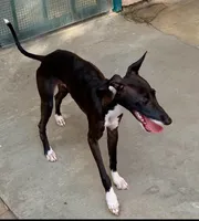 Tyler, a male Italian Greyhound for sale in Covina, CA – 3 of 8