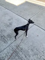 Tyler, a male Italian Greyhound for sale in Covina, CA – 8 of 8