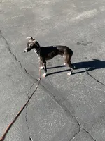 Tyler, a male Italian Greyhound for sale in Covina, CA – 4 of 4