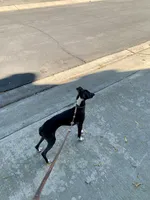 Tyler, a male Italian Greyhound for sale in Covina, CA – 7 of 8