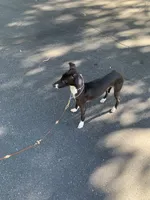 Nero, a male Italian Greyhound for sale in West Covina, CA – 5 of 6