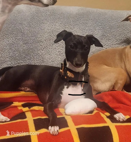 Tyler – Italian Greyhound puppy for sale in Covina, CA