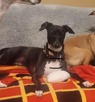 Tyler, a male Italian Greyhound for sale in Covina, CA – 1 of 8