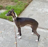 Nero, a male Italian Greyhound for sale in West Covina, CA – 2 of 6