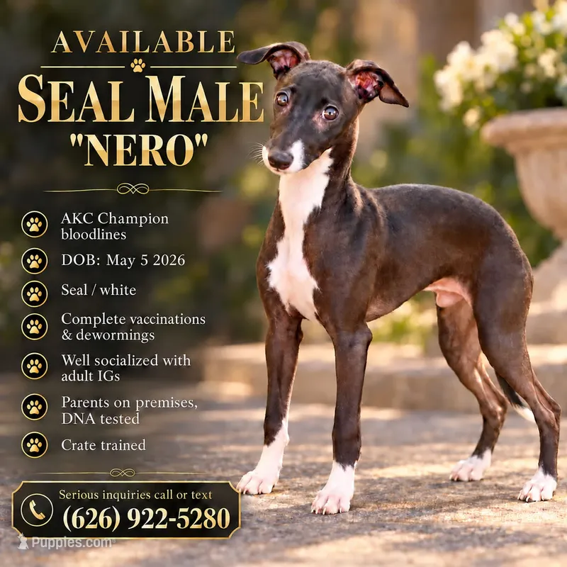 Nero – Italian Greyhound puppy for sale in West Covina, CA