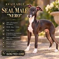 Nero, a male Italian Greyhound for sale in West Covina, CA – 1 of 6