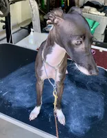 Tyler, a male Italian Greyhound for sale in Covina, CA – 5 of 8