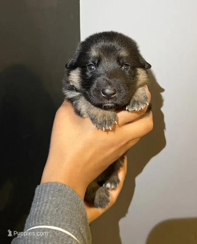 Puppy 1 – German Shepherd Dog puppy for sale in Flowery Branch, GA