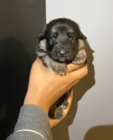Puppy 1, a female German Shepherd Dog for sale in Flowery Branch, GA – 1 of 2