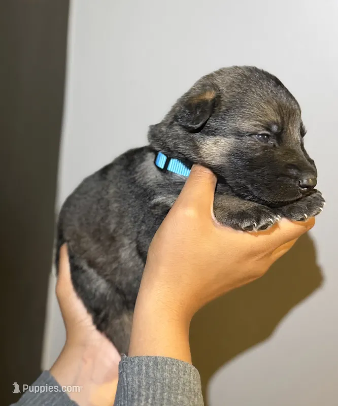 Puppy 4 – German Shepherd Dog puppy for sale in Flowery Branch, GA