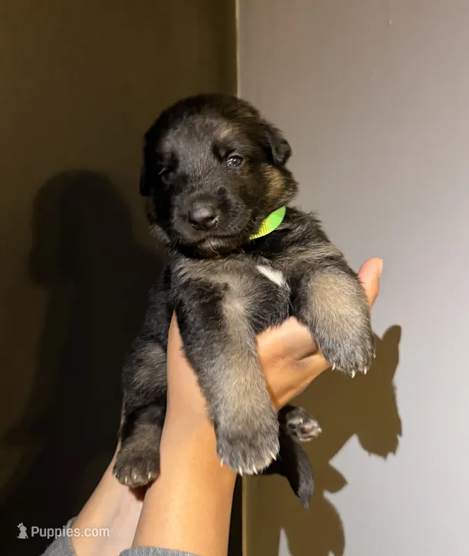 Puppy 7 – German Shepherd Dog puppy for sale in Flowery Branch, GA