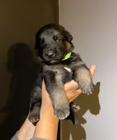 Puppy 7, a female German Shepherd Dog for sale in Flowery Branch, GA – 1 of 2