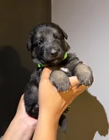 Puppy 7, a female German Shepherd Dog for sale in Flowery Branch, GA – 2 of 2
