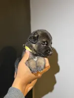 Puppy 2, a female German Shepherd Dog for sale in Flowery Branch, GA – 2 of 2