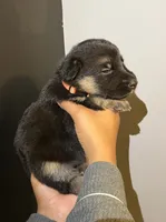 Puppy 1, a female German Shepherd Dog for sale in Flowery Branch, GA – 2 of 2