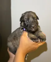 Puppy 6, a male German Shepherd Dog for sale in Flowery Branch, GA – 2 of 2