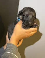 Puppy 4, a male German Shepherd Dog for sale in Flowery Branch, GA – 2 of 2