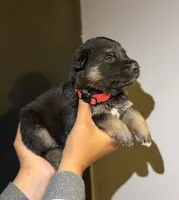 Puppy 5, a male German Shepherd Dog for sale in Flowery Branch, GA – 2 of 2