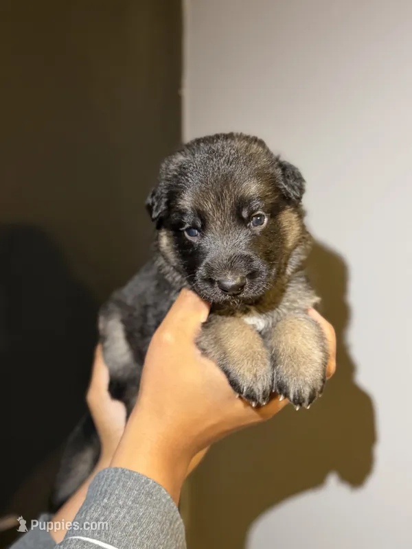 Puppy 2 – German Shepherd Dog puppy for sale in Flowery Branch, GA