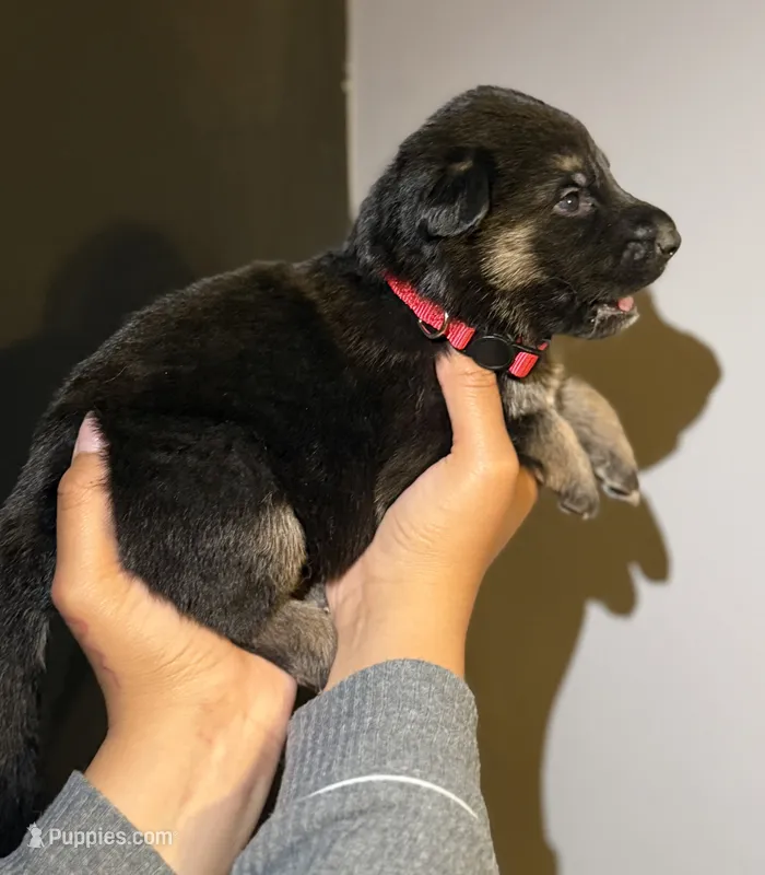 Puppy 5 – German Shepherd Dog puppy for sale in Flowery Branch, GA