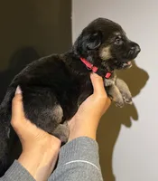 Puppy 5, a male German Shepherd Dog for sale in Flowery Branch, GA – 1 of 2
