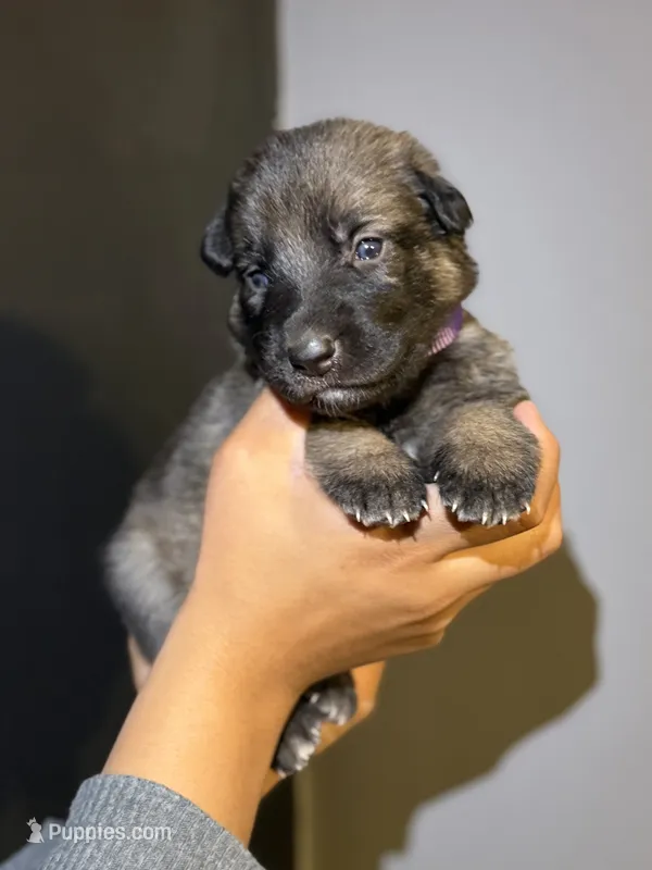 Puppy 6 – German Shepherd Dog puppy for sale in Flowery Branch, GA