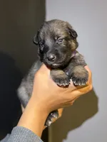 Puppy 6, a male German Shepherd Dog for sale in Flowery Branch, GA – 1 of 2