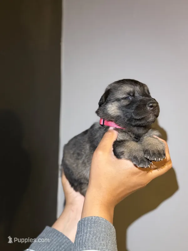 Puppy 3 – German Shepherd Dog puppy for sale in Flowery Branch, GA