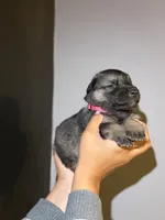 Puppy 3, a female German Shepherd Dog for sale in Flowery Branch, GA – 1 of 2