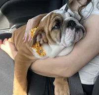 Pancake, a female English Bulldog for sale in Little Elm, TX – Photo 2 of 3