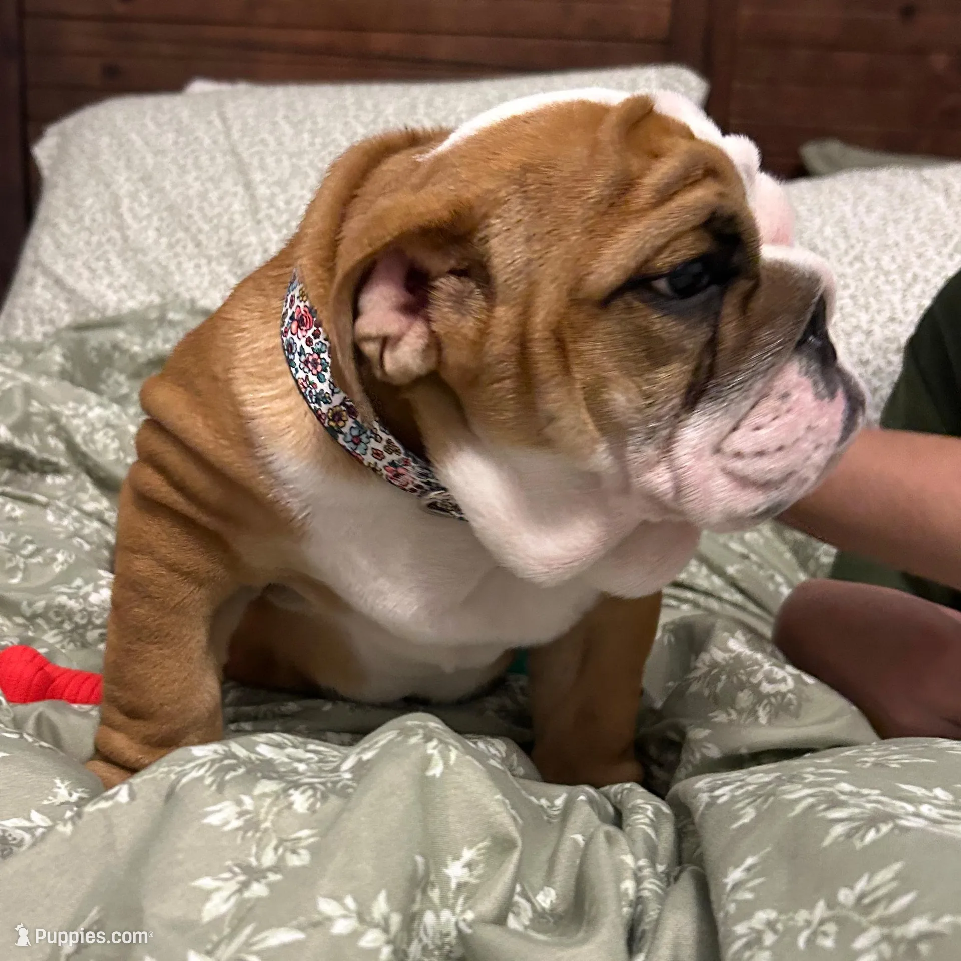 Pancake, a female English Bulldog for sale in Little Elm, TX – Photo 3 of 3