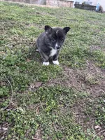 Nova, a female Pembroke Welsh Corgi for sale in Mount Vernon, MO – Photo 2 of 3