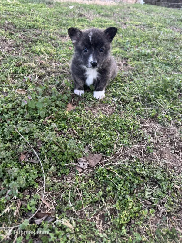 Nova – Pembroke Welsh Corgi puppy for sale in Mount Vernon, MO