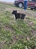 Nova, a female Pembroke Welsh Corgi for sale in Mount Vernon, MO – Photo 3 of 3