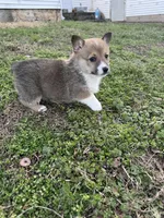 Nola, a female Pembroke Welsh Corgi for sale in Mount Vernon, MO – Photo 2 of 3