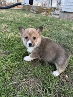Nola, a female Pembroke Welsh Corgi for sale in Mount Vernon, MO – Photo 1 of 3