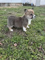 Nola, a female Pembroke Welsh Corgi for sale in Mount Vernon, MO – Photo 3 of 3